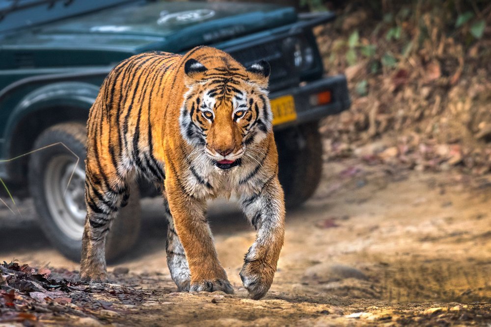 Tiger sighting on NH-44 near Adilabad