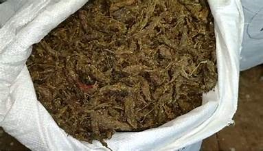 Six Arrested for Secret Cannabis Farms in Nirmal, Ganja Worth Rs. 70 Lakh Seized